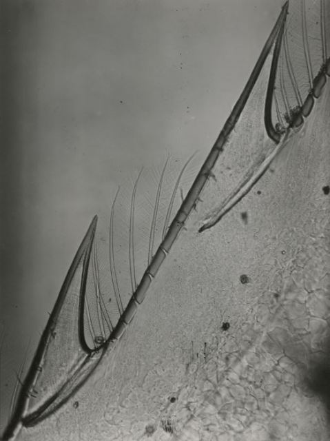 Eli Lotar, Détails très grossis du rostre de la tête d’une crevette, 1929
