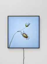 CROSSLUCID - The Way of Flowers - Office Impart