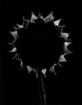 The Flower Show - PETER FETTERMAN