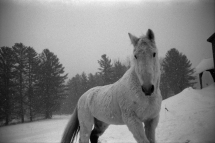Horses - Jane Evelyn Atwood - IN CAMERA