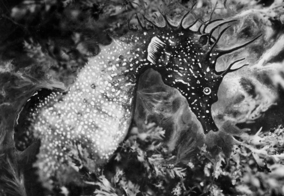 Hippocampe dans les algues - vers 1934 - Tirage gélatino-argentique d'époque. © Les Documents Cinématographiques / Archives Jean Painlevé