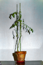 Registres de comportament (1994-1998) - ADN Galeria