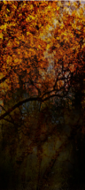 After Dark - Flowers Gallery