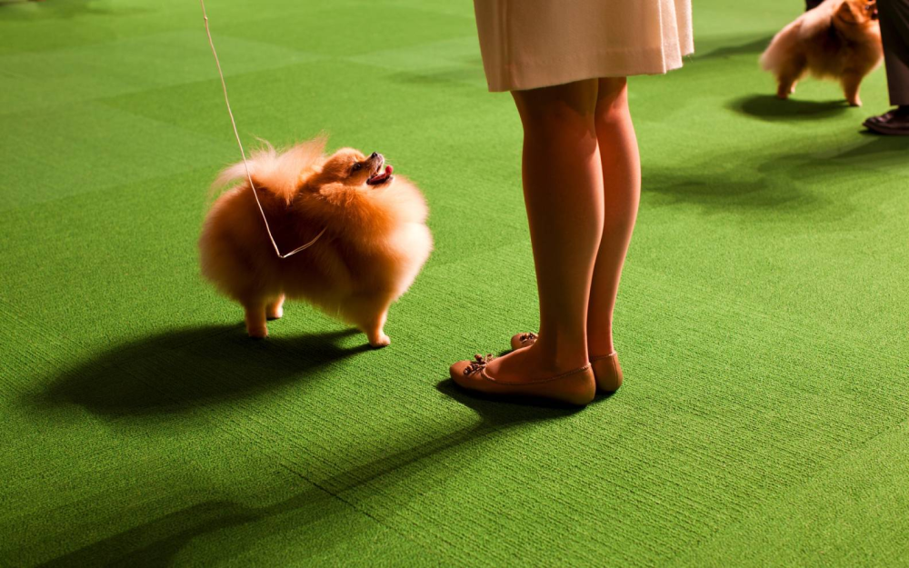 &quot;Double Pomeranian&quot;, 2012 © Dolly Faibyshev